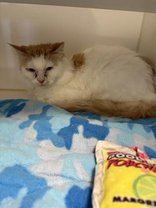 Lucille, Adoptable, Adult Female Domestic Short Hair & Domestic Short Hair.