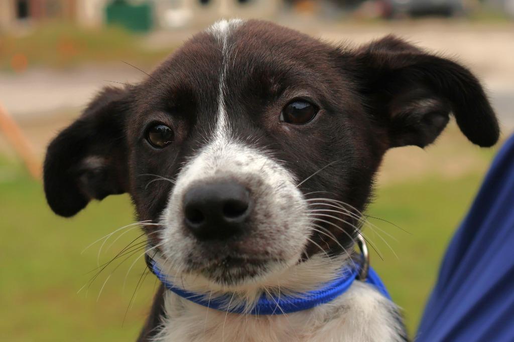Enlarge Maya, a Adoptable mixed breed in Springfield, GA image 1/1