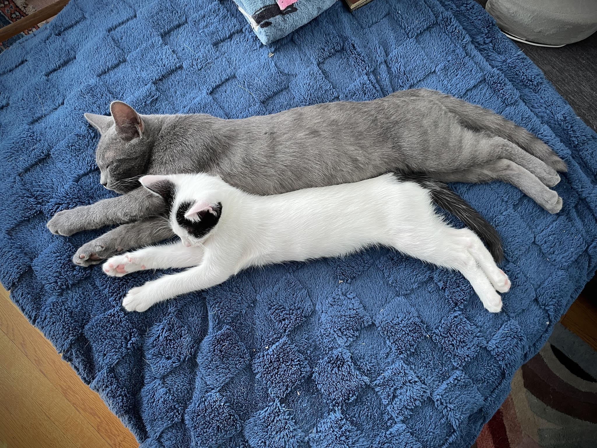 Dustin, Adopted, Kitten Male Russian Blue.