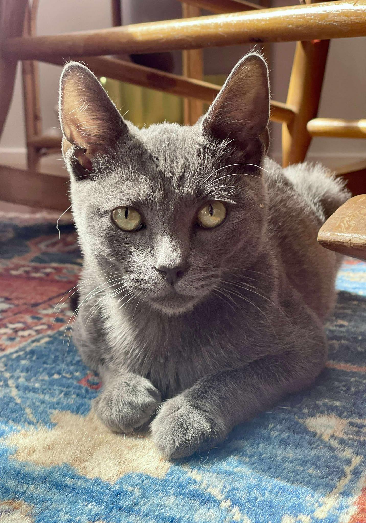 Dustin, Adopted, Kitten Male Russian Blue.