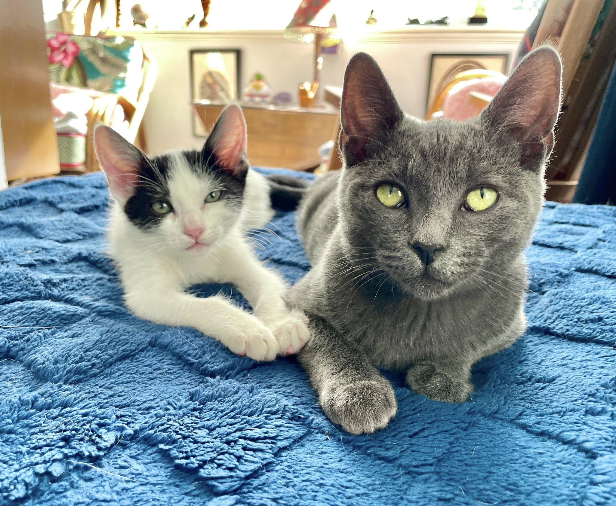 Enlarge Dustin, a Adopted Russian Blue in Sherman Oaks, CA image 3/5