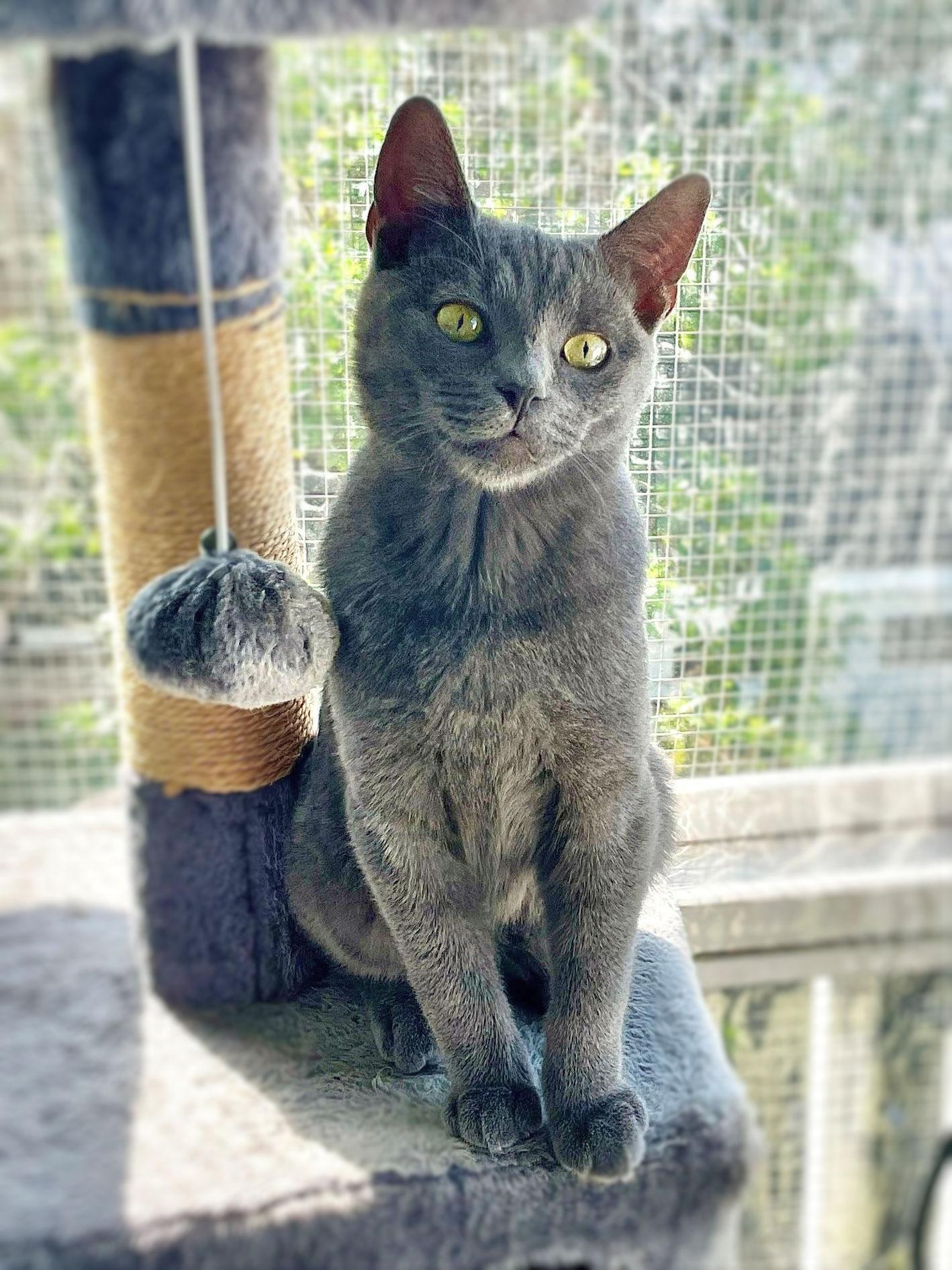 Enlarge Dustin, a Adopted Russian Blue in Sherman Oaks, CA image 5/5