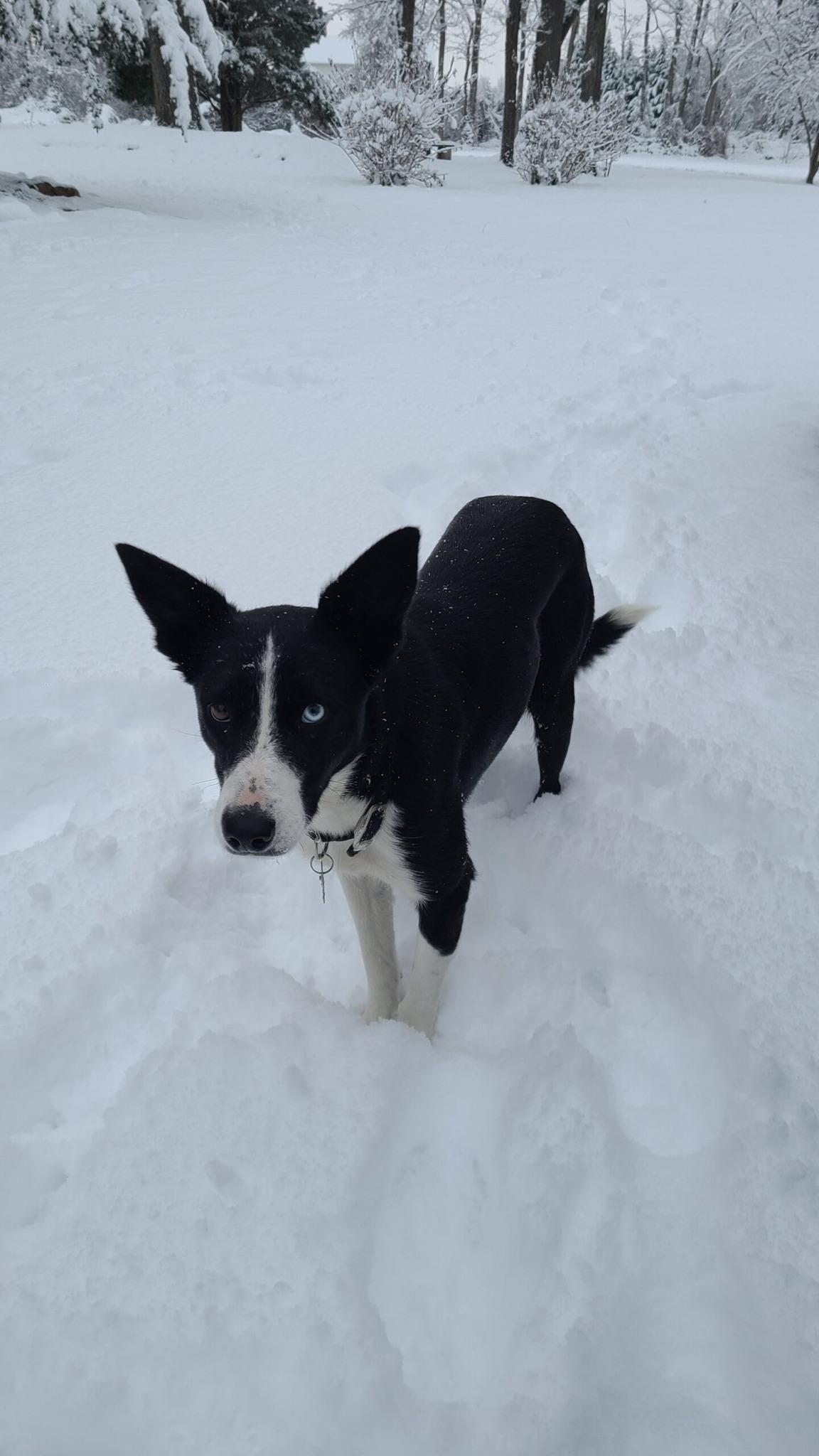 Enlarge TWIG, a Adoptable Border Collie in West Grove, PA image 4/5