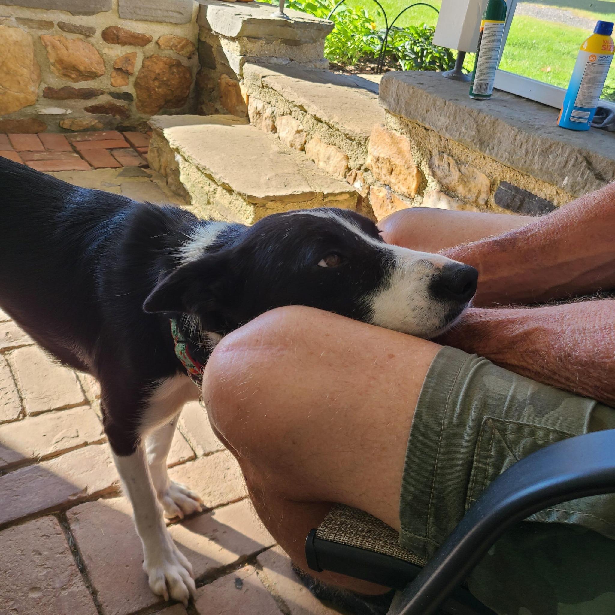 Enlarge TWIG, a Adoptable Border Collie in West Grove, PA image 2/5