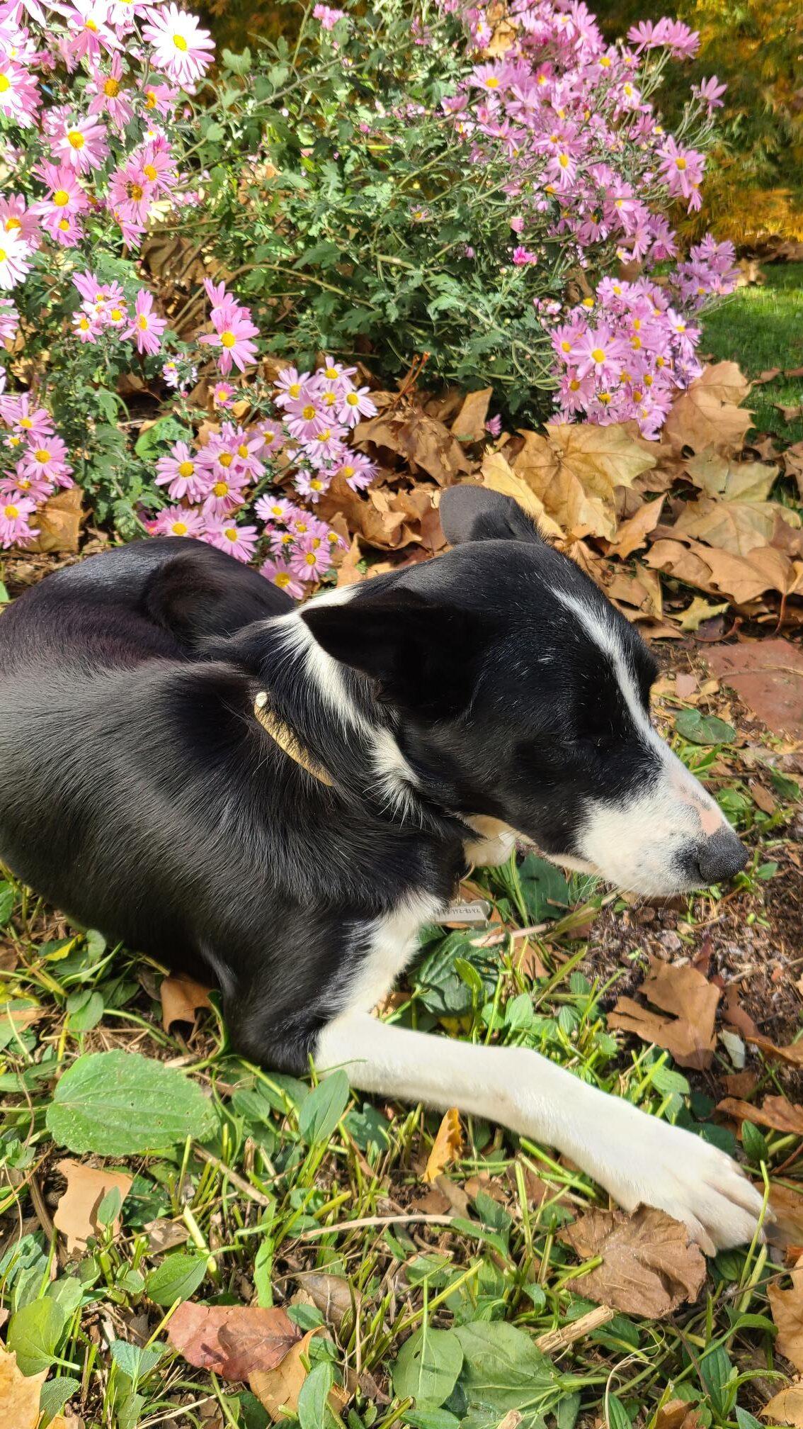 Enlarge TWIG, a Adoptable Border Collie in West Grove, PA image 3/5