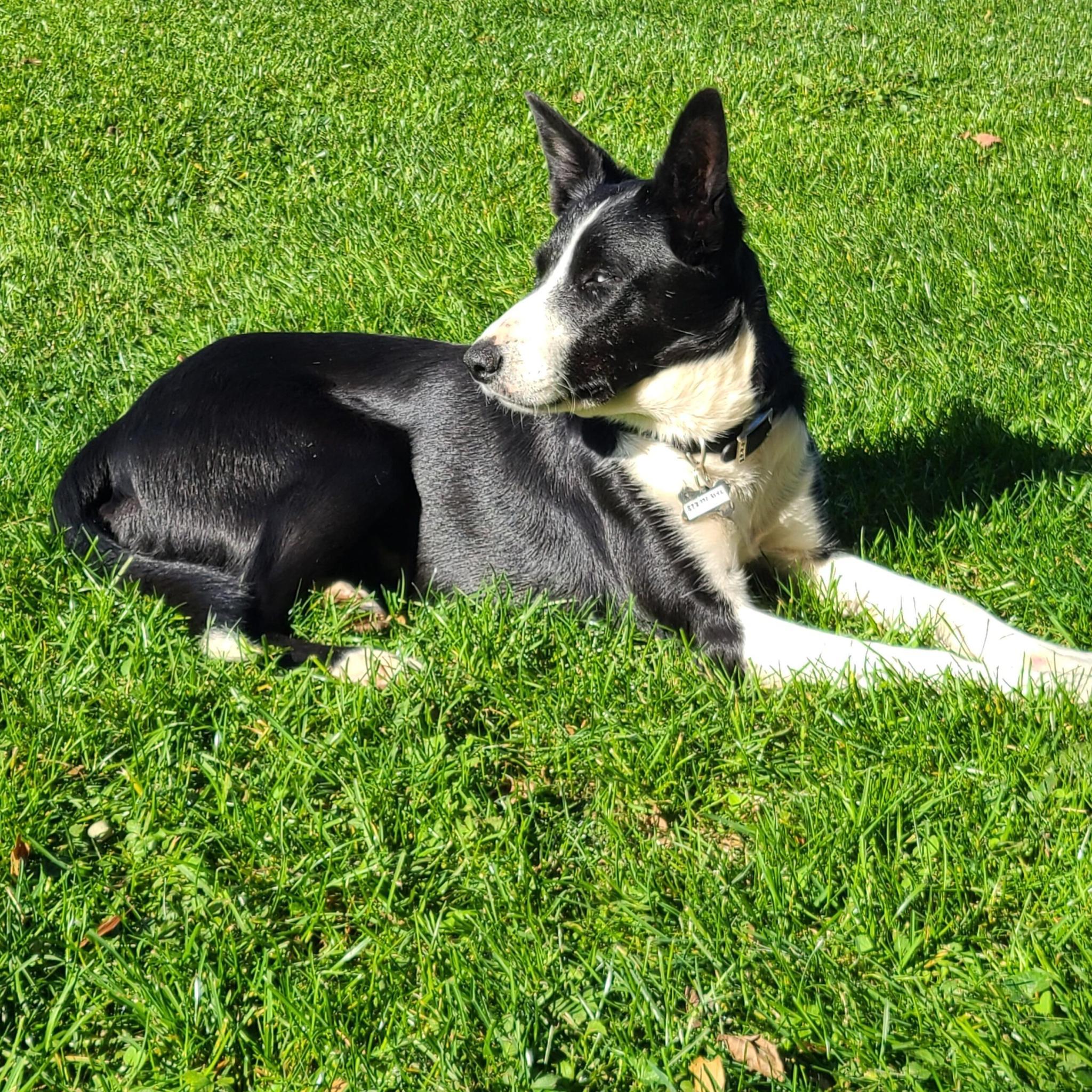 Enlarge TWIG, a Adoptable Border Collie in West Grove, PA image 1/5