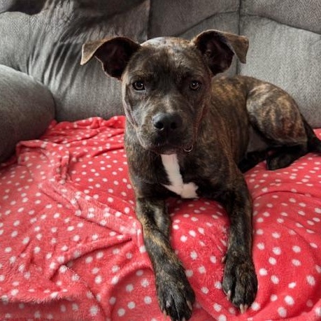 Enlarge Shrimpie , an adopted mixed breed in Medfield, MA image 4/6