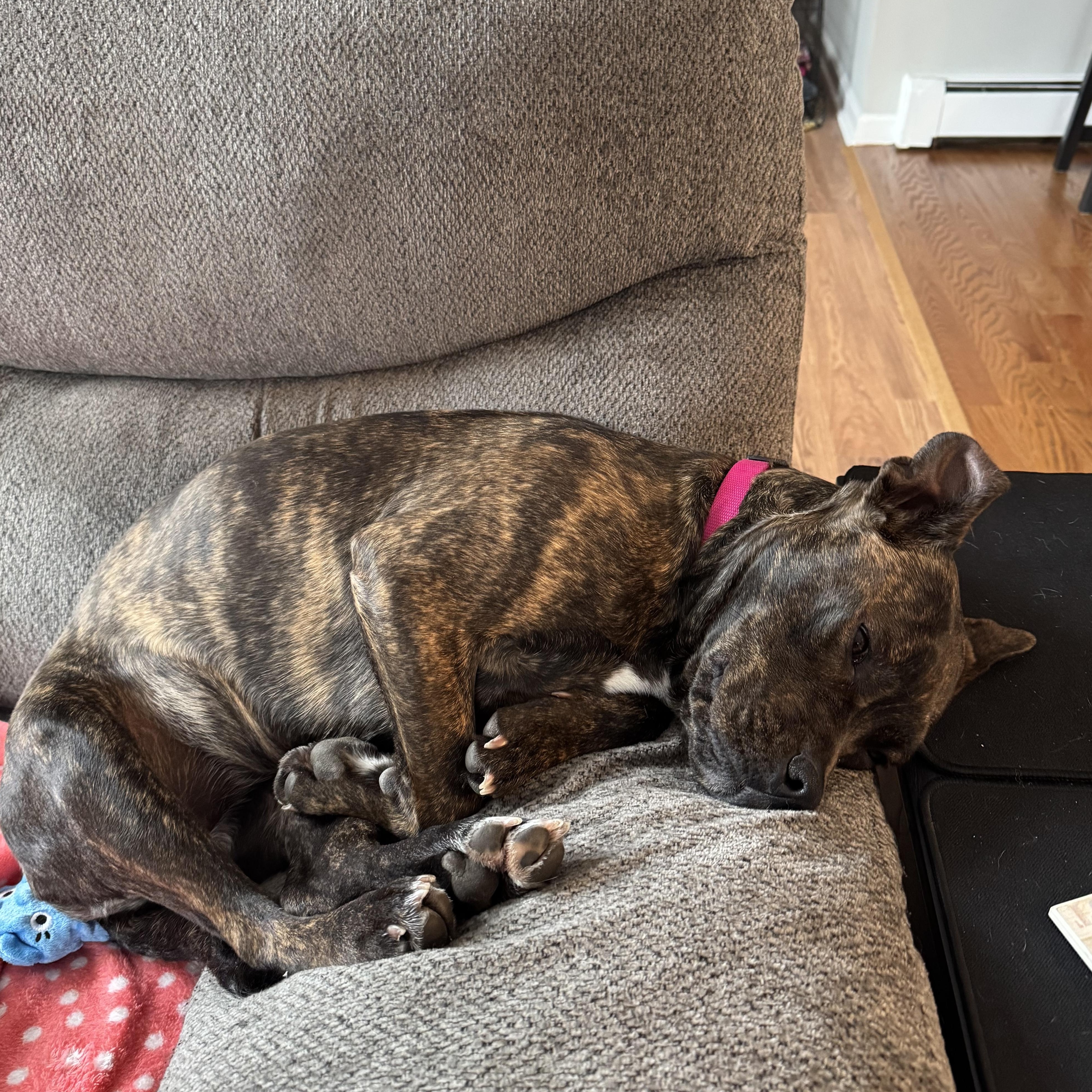 Enlarge Shrimpie , an adopted mixed breed in Medfield, MA image 3/6