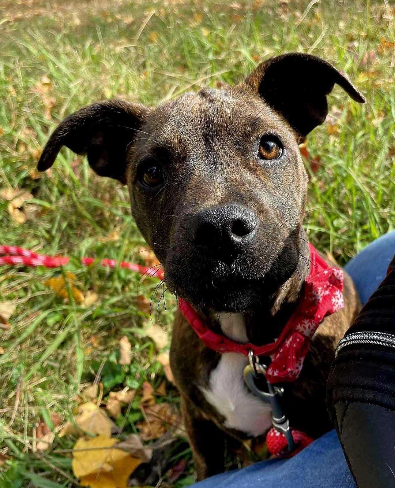 Shrimpie thumbnail 2