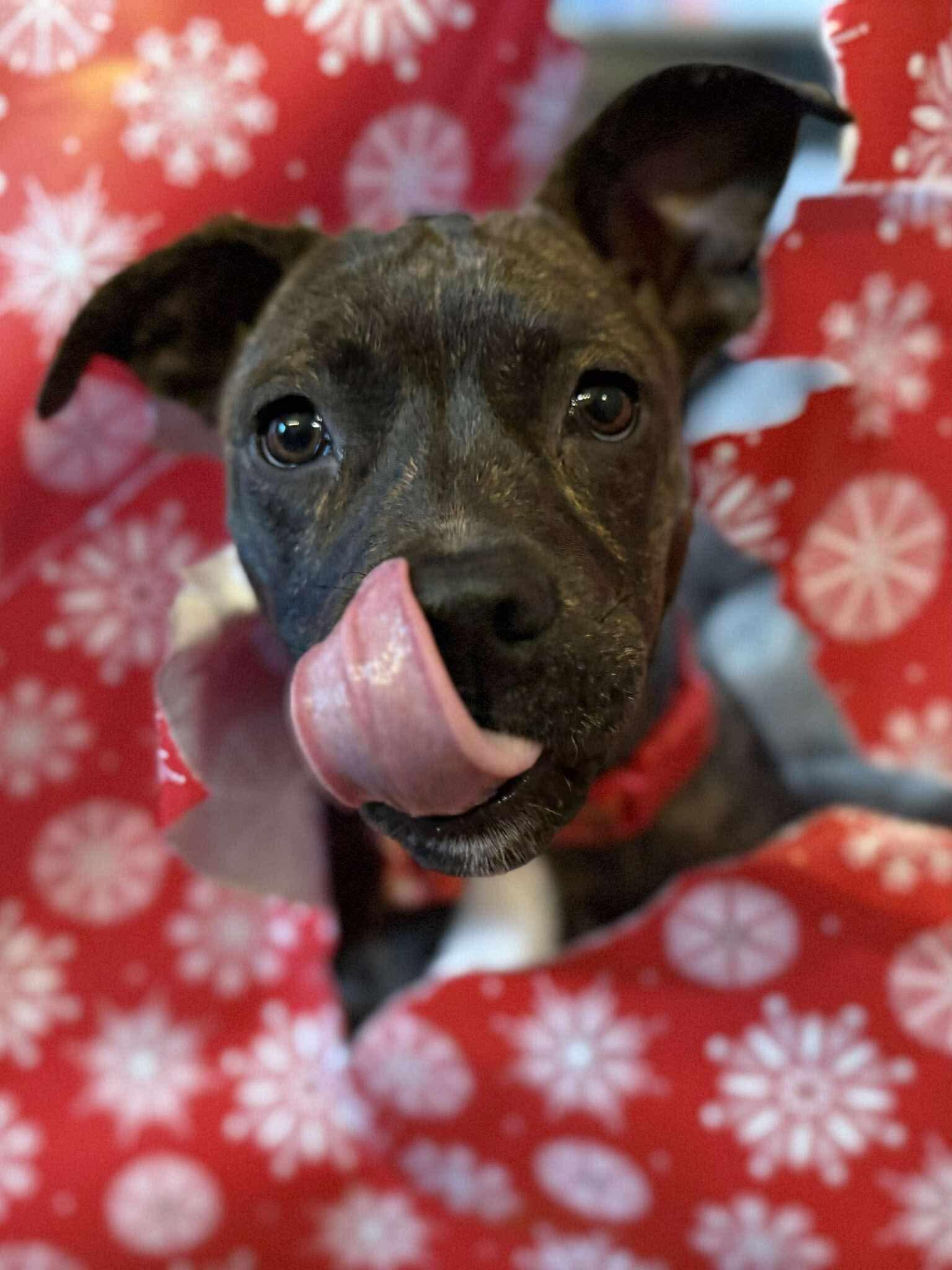 Shrimpie thumbnail 3