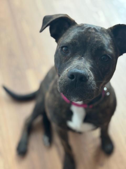 Enlarge Shrimpie , an adopted mixed breed in Medfield, MA image 1/6