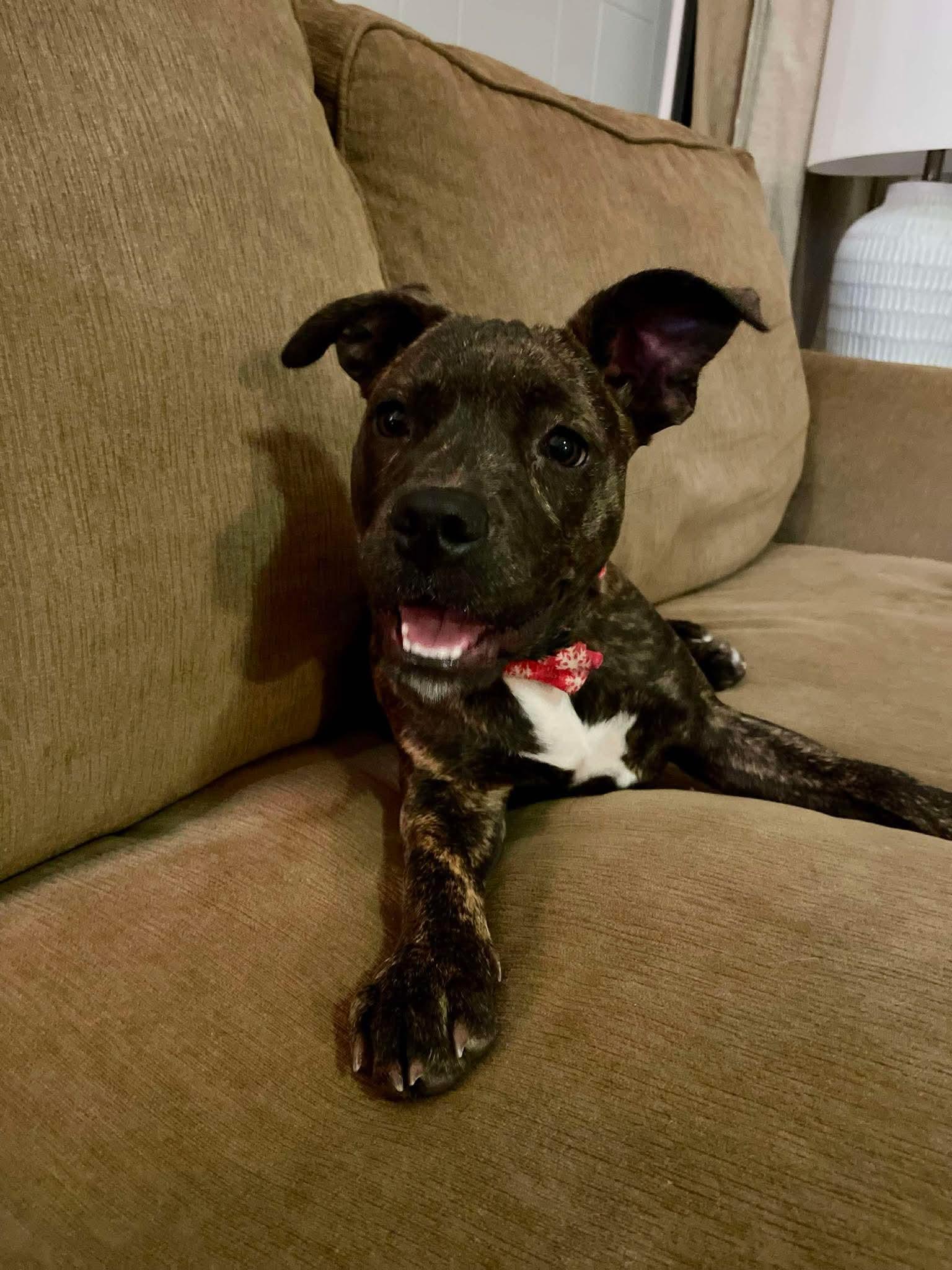 Shrimpie thumbnail 4