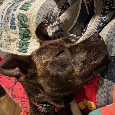 Enlarge Shrimpie , an adopted mixed breed in Medfield, MA image 5/6