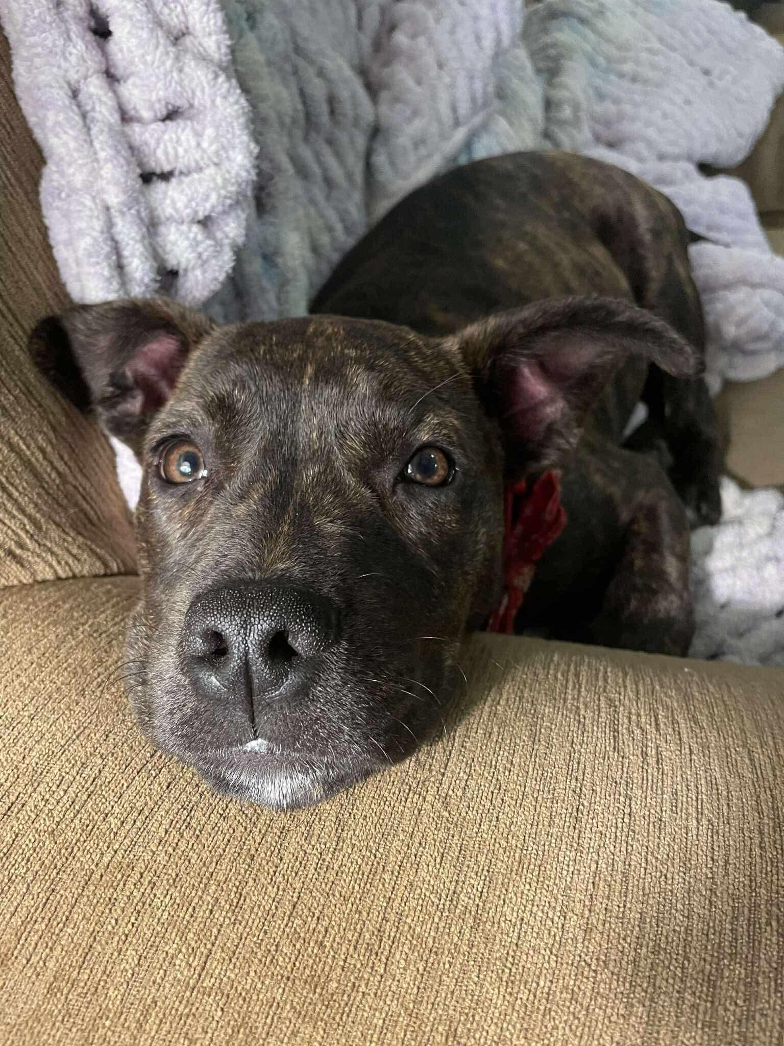 Enlarge Shrimpie , an adopted mixed breed in Medfield, MA image 6/6