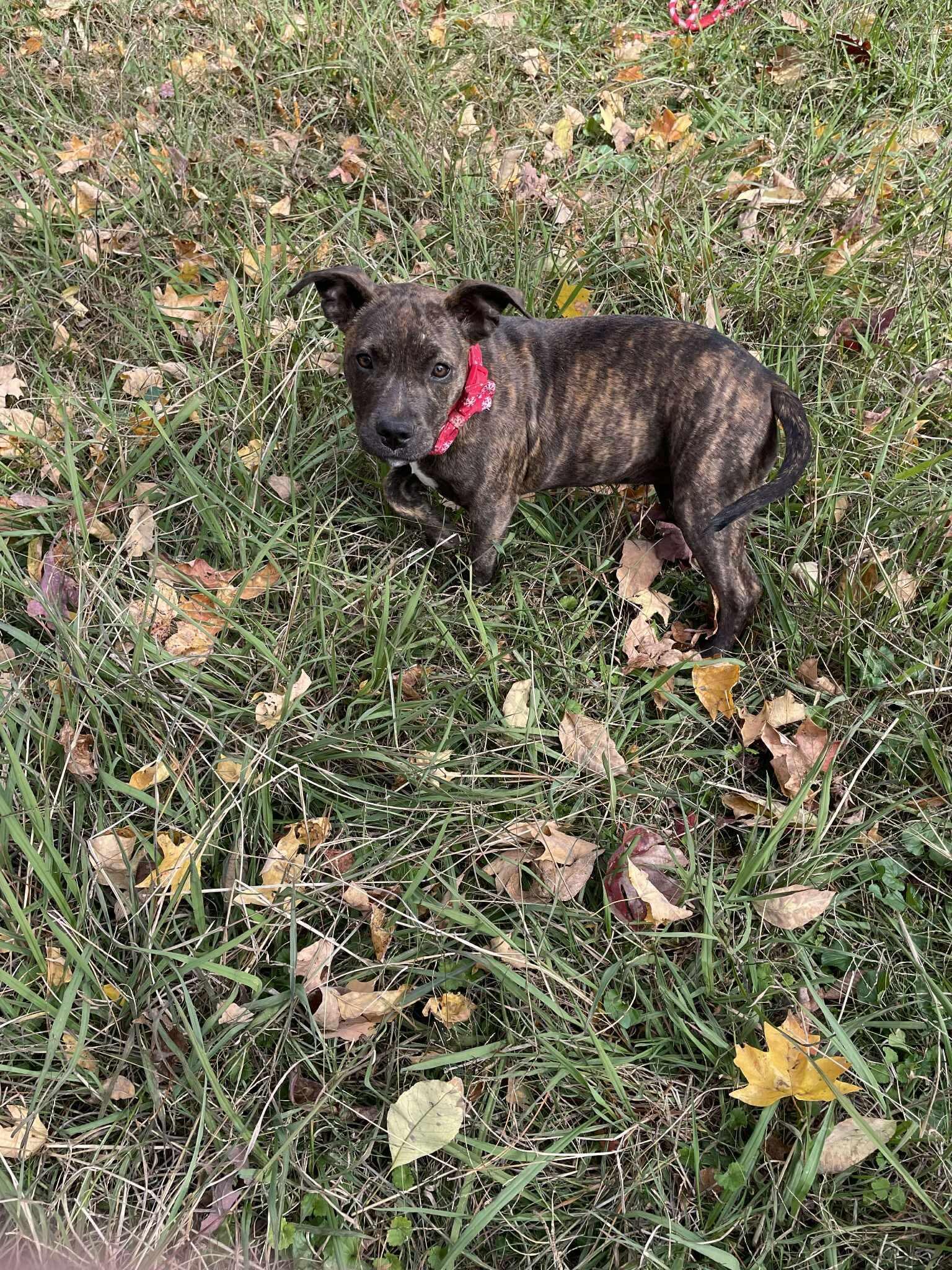 Shrimpie thumbnail 5