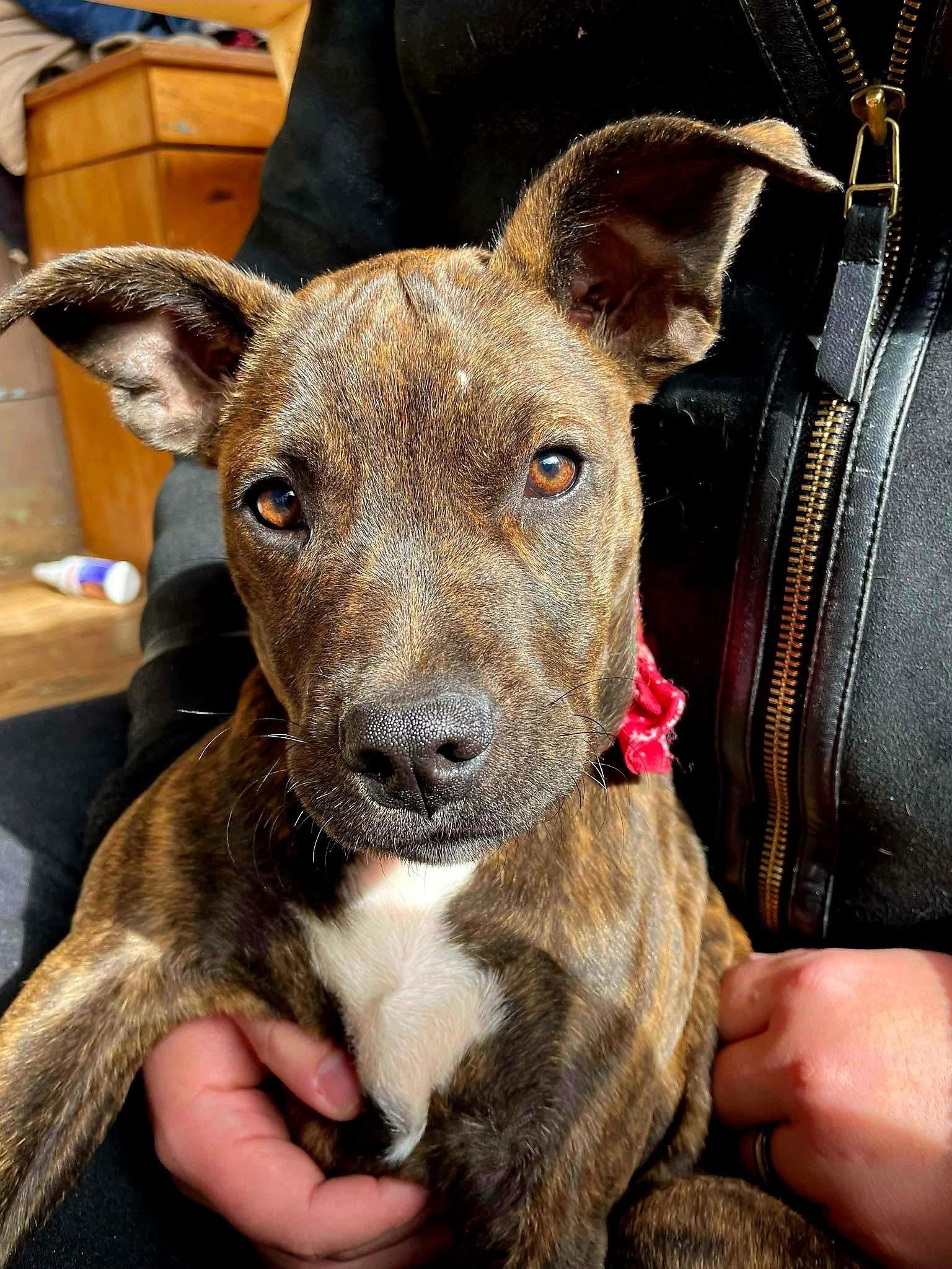 Shrimpie thumbnail 6