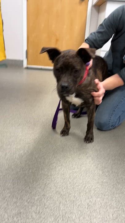 Enlarge Shrimpie , an adopted mixed breed in Medfield, MA video 2/6