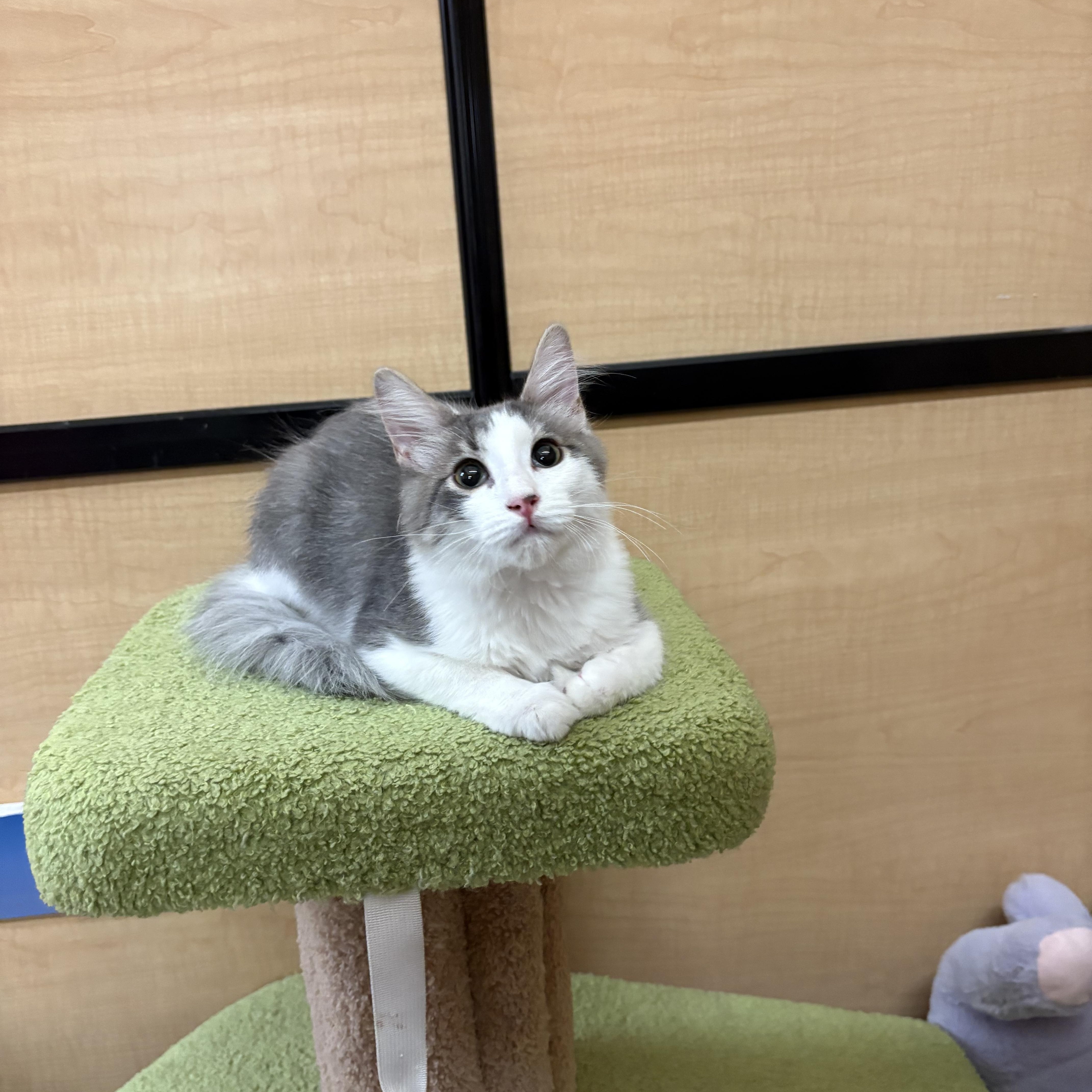 Enlarge Edward , an adopted mixed breed in SCOTTSDALE, AZ image 4/4