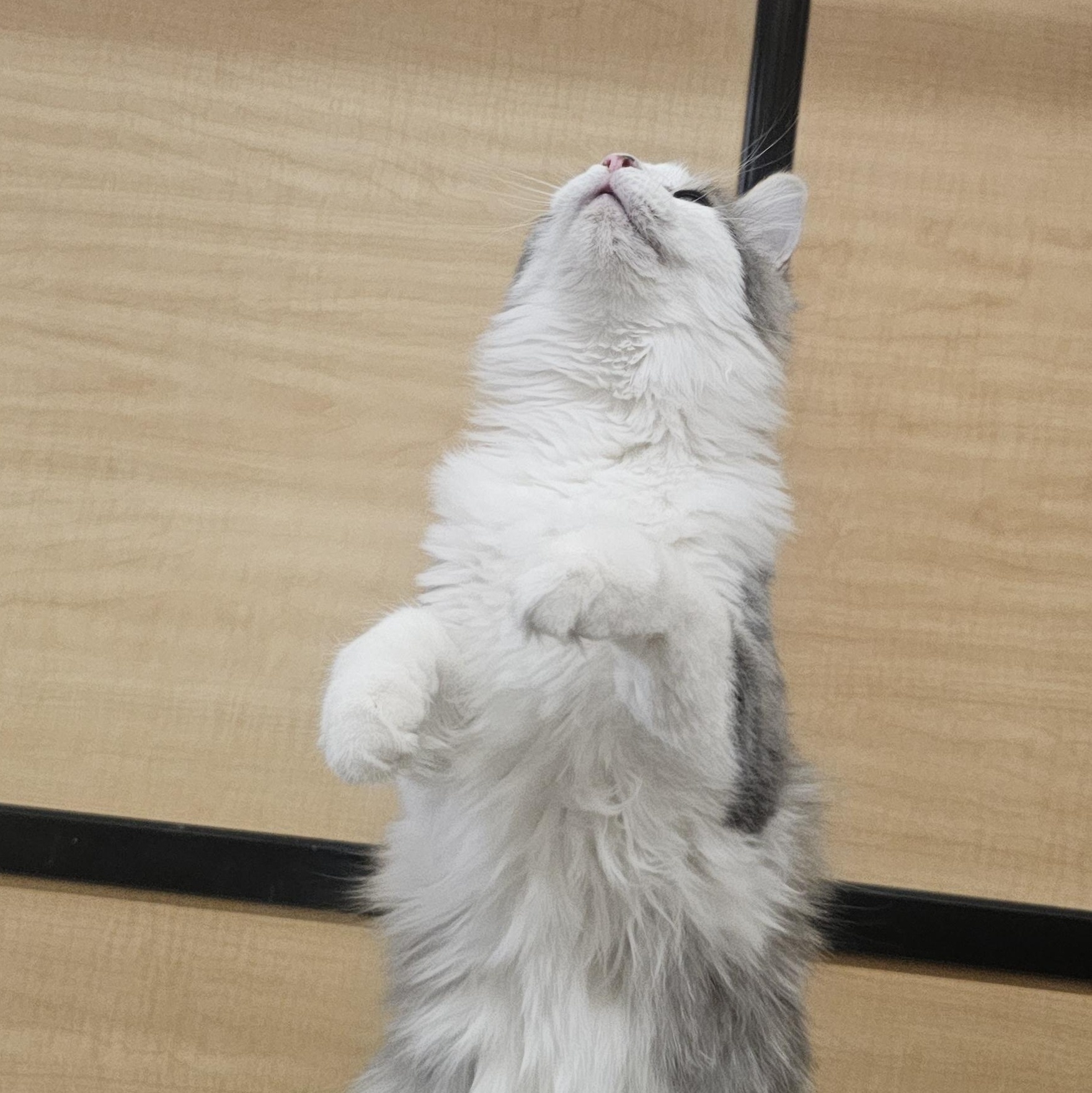 Enlarge Edward , an adopted mixed breed in SCOTTSDALE, AZ image 3/4