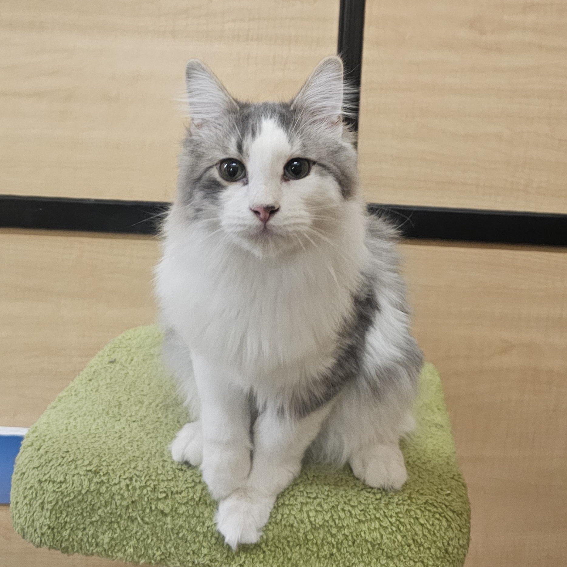 Enlarge Edward , an adopted mixed breed in SCOTTSDALE, AZ image 1/4