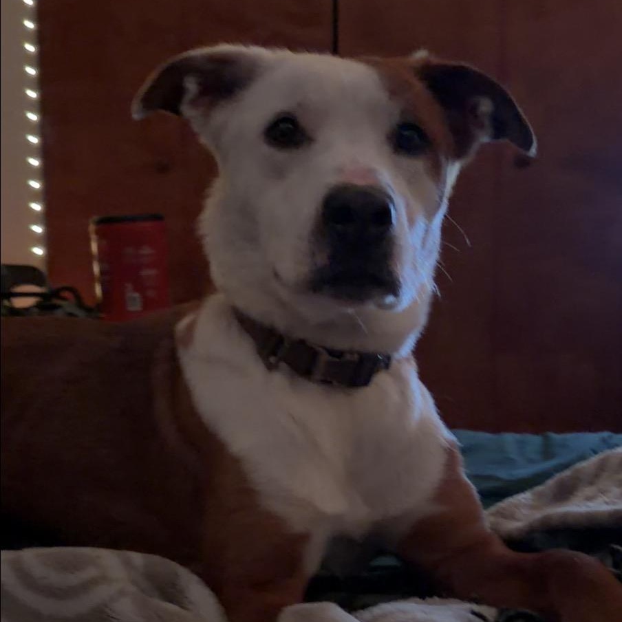 Enlarge **COURTESY LISTING** Anastasia , a Adoptable mixed breed in Moscow, ID image 4/4