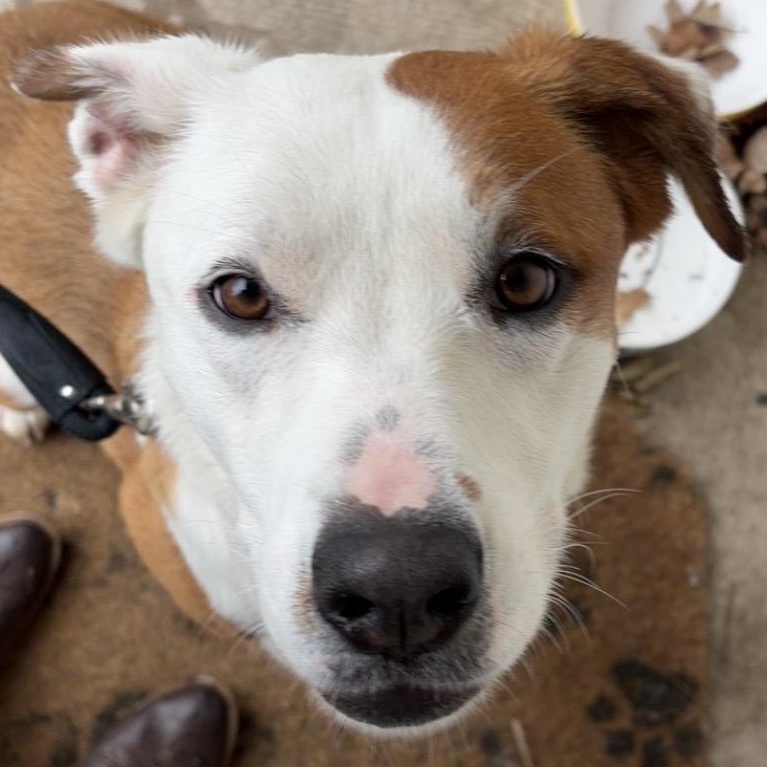 Enlarge **COURTESY LISTING** Anastasia , a Adoptable mixed breed in Moscow, ID image 2/4