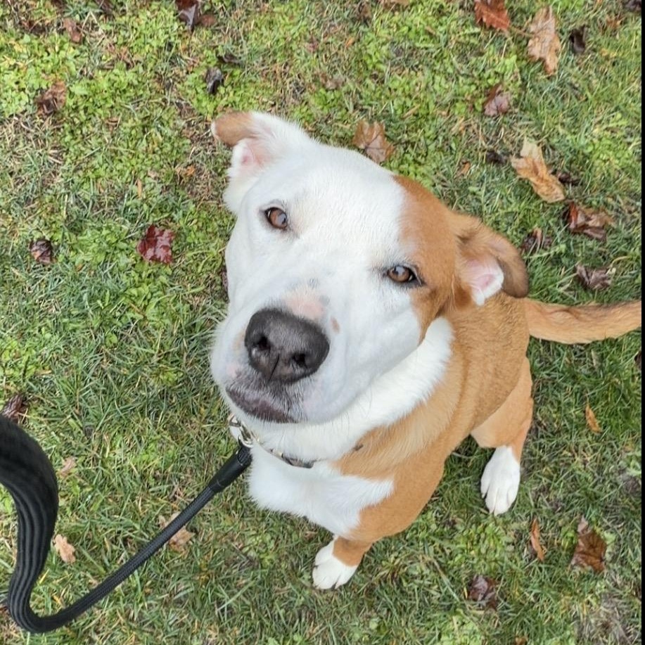 Enlarge **COURTESY LISTING** Anastasia , a Adoptable mixed breed in Moscow, ID image 1/4