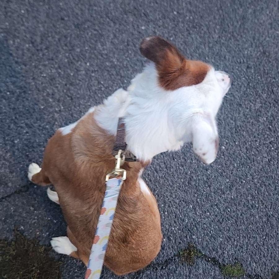 Enlarge **COURTESY LISTING** Anastasia , a Adoptable mixed breed in Moscow, ID image 3/4