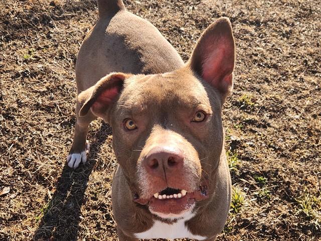 Enlarge WYATT, a Adoptable Staffordshire Bull Terrier in Ocala, FL image 1/1