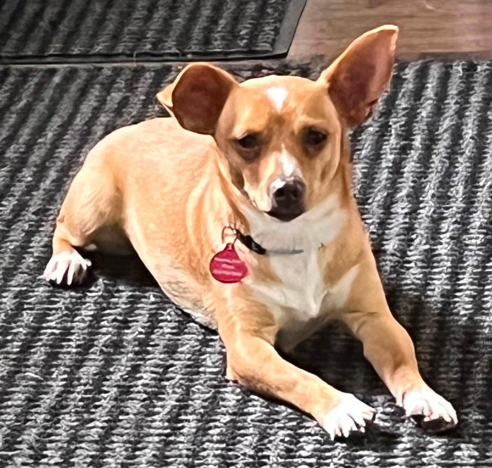 **ELIJAH**, Adoptable, Young Male Chihuahua.