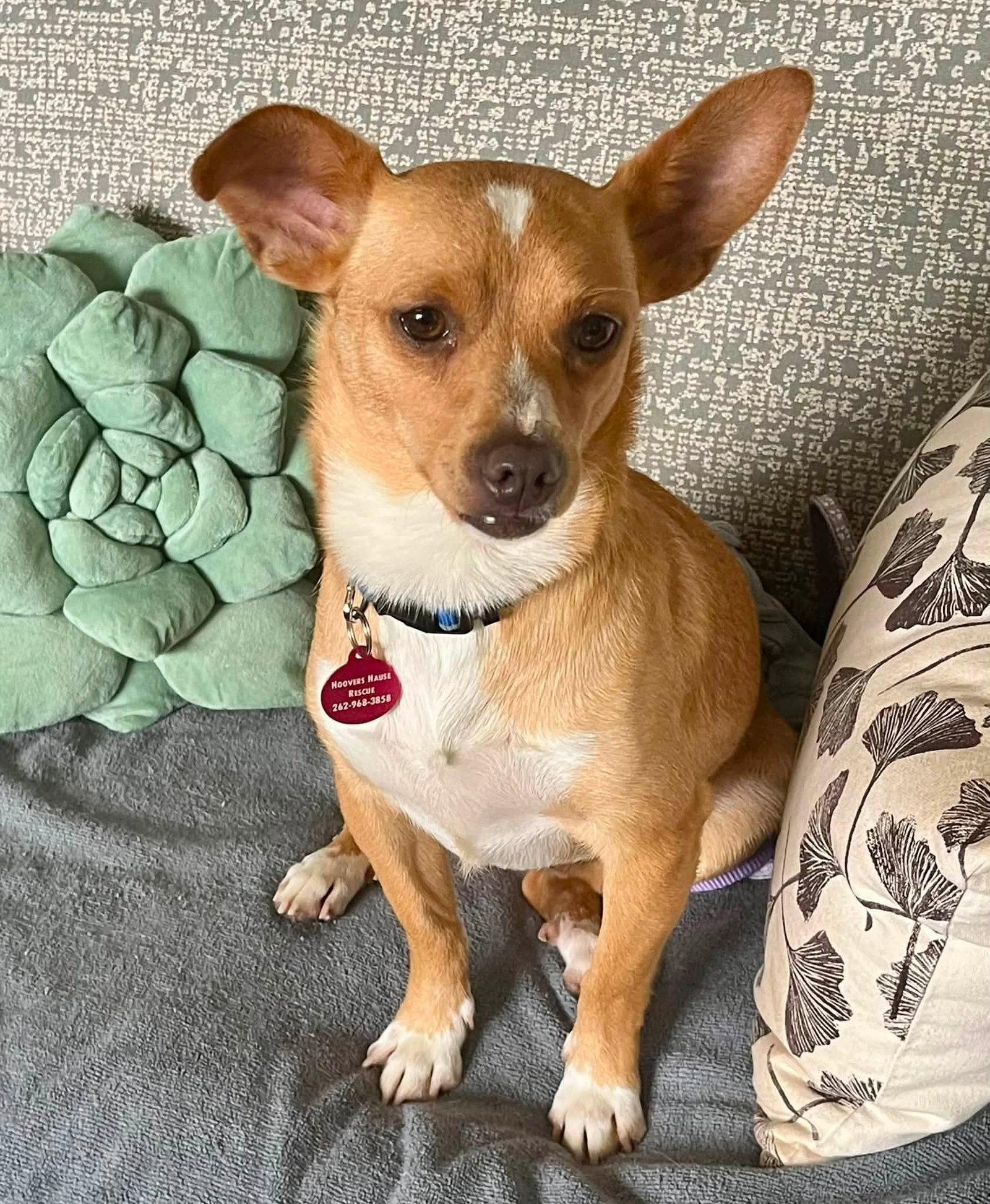 Enlarge **ELIJAH**, a Adoptable Chihuahua in North Prairie, WI image 2/2