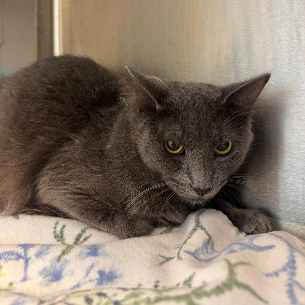 Enlarge Freddy, a Adoptable mixed breed in Englewood, FL image 1/1