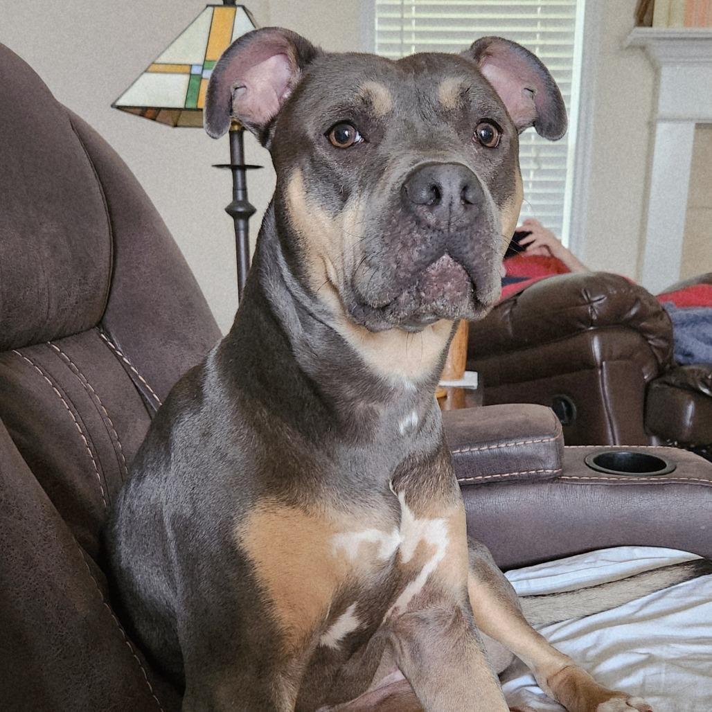 Enlarge Hannah, a Adoptable Pit Bull Terrier in Huntsville, AL image 3/6