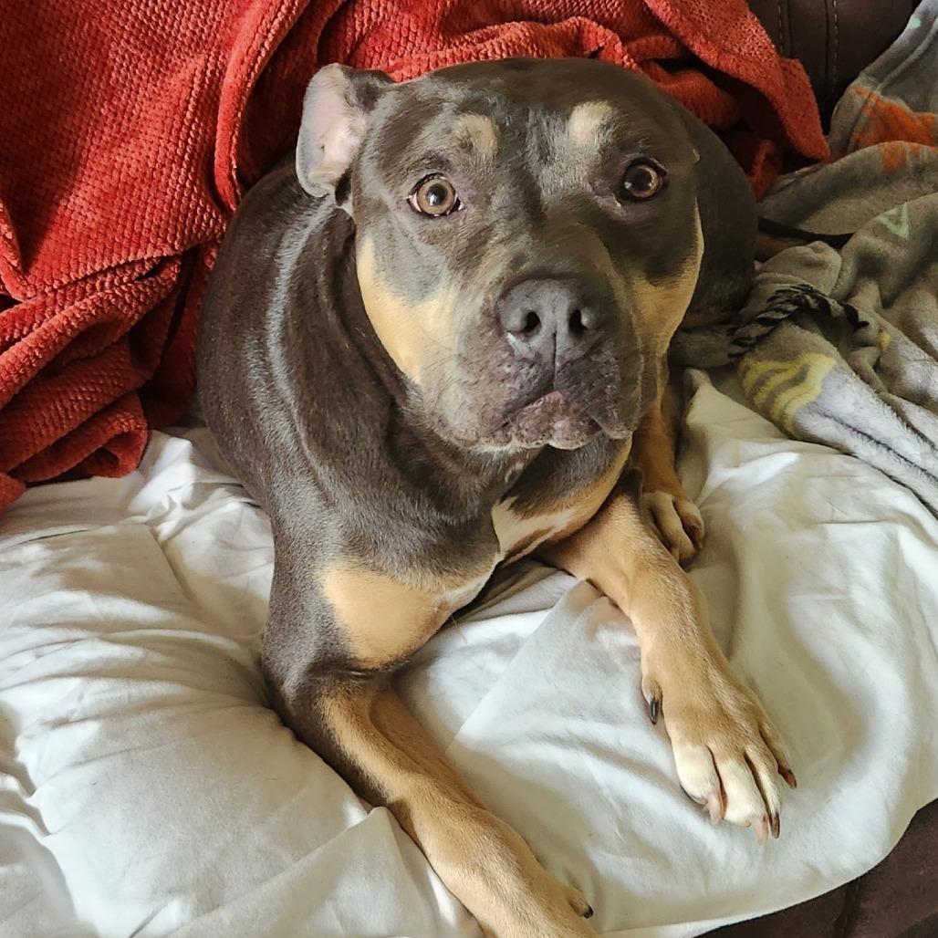 Enlarge Hannah, a Adoptable Pit Bull Terrier in Huntsville, AL image 6/6