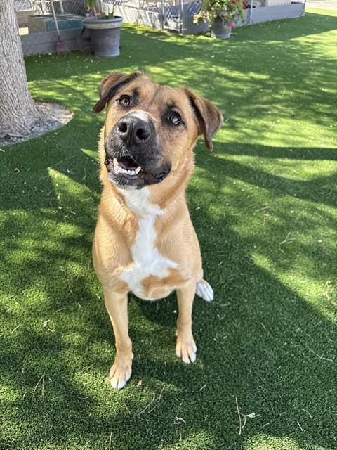 Enlarge CHOMP, a Adoptable Black Mouth Cur in Castaic, CA image 1/1