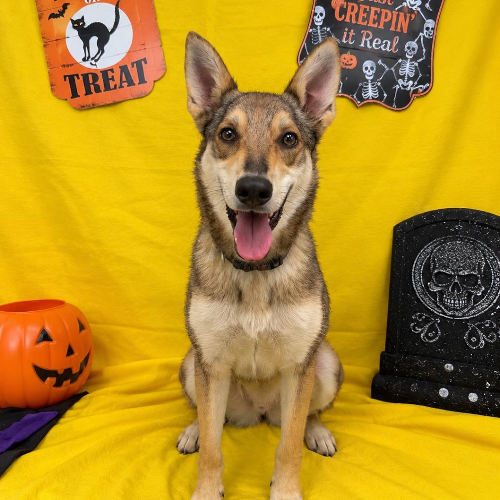 Enlarge Twilight, a Adoptable Shepherd in Fresno, CA image 1/1