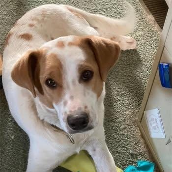 Ronnie, ADOPTABLE, Young Male Australian Cattle Dog / Blue Heeler.