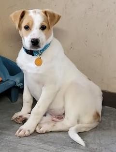 Enlarge Ronnie, a ADOPTABLE mixed breed in Chino valley, AZ image 1/1