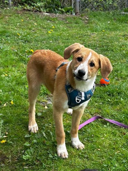 Trudy, Adoptable, Adult Female Hound & Mixed Breed.