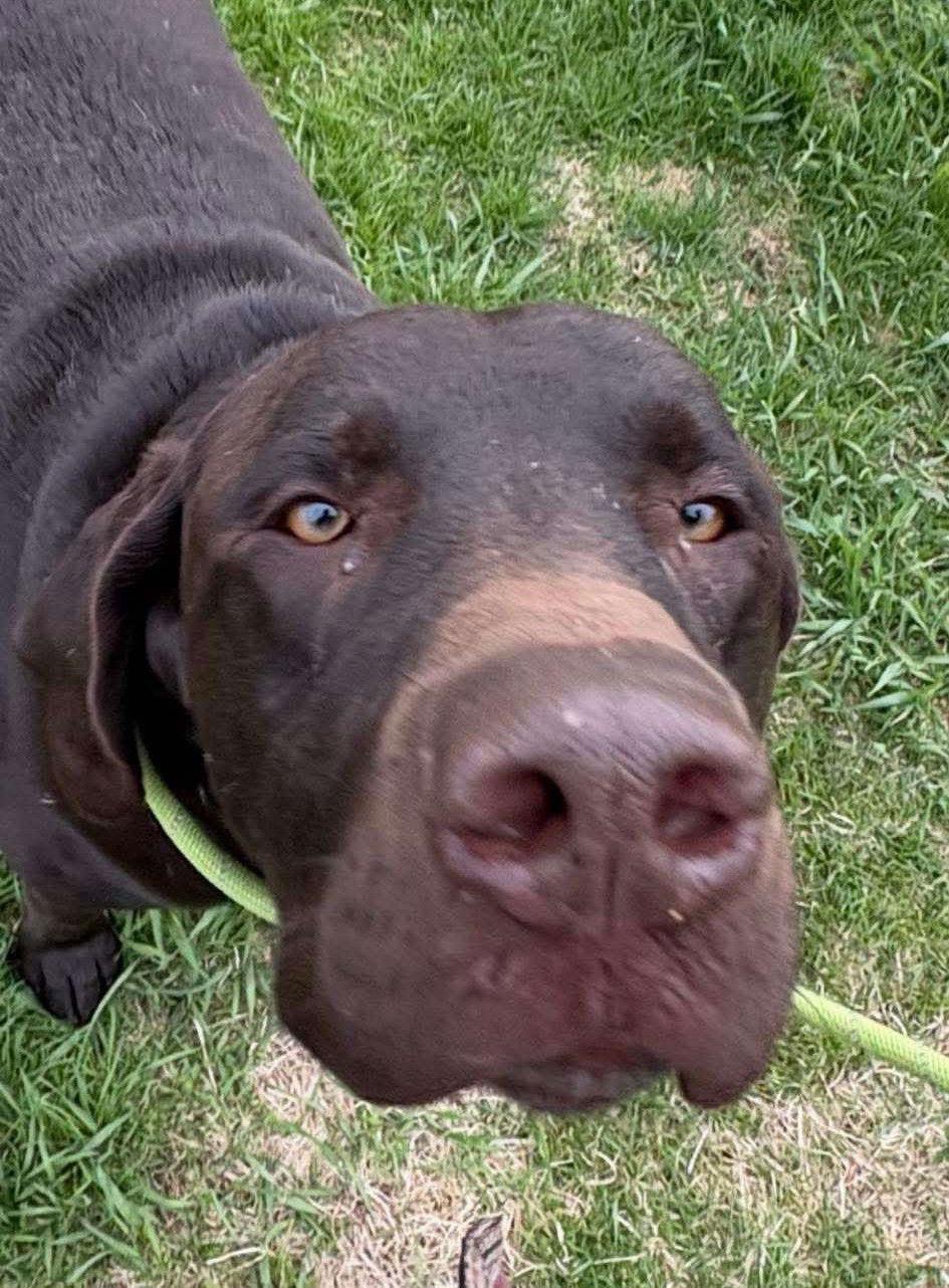 Bear D6073, a Adopted Labrador Retriever in minneapolis, MN image 1/3
