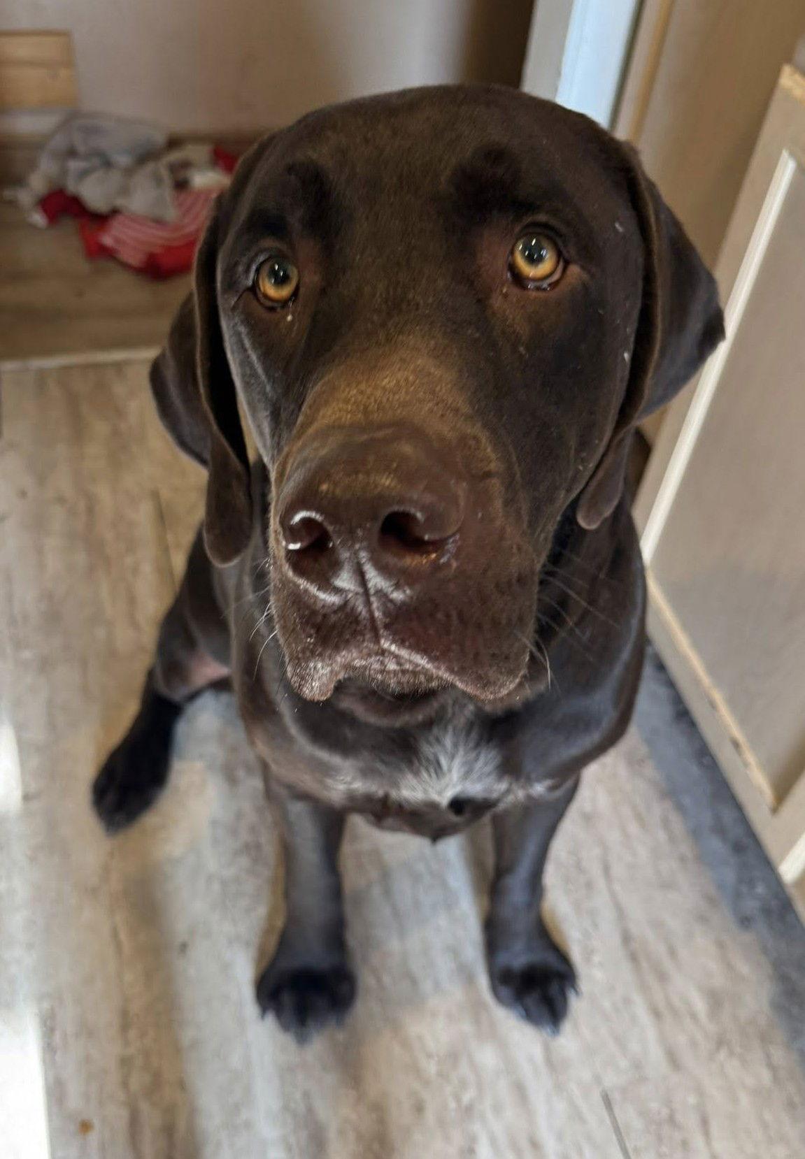 Bear D6073, a Adopted Labrador Retriever in minneapolis, MN image 2/3