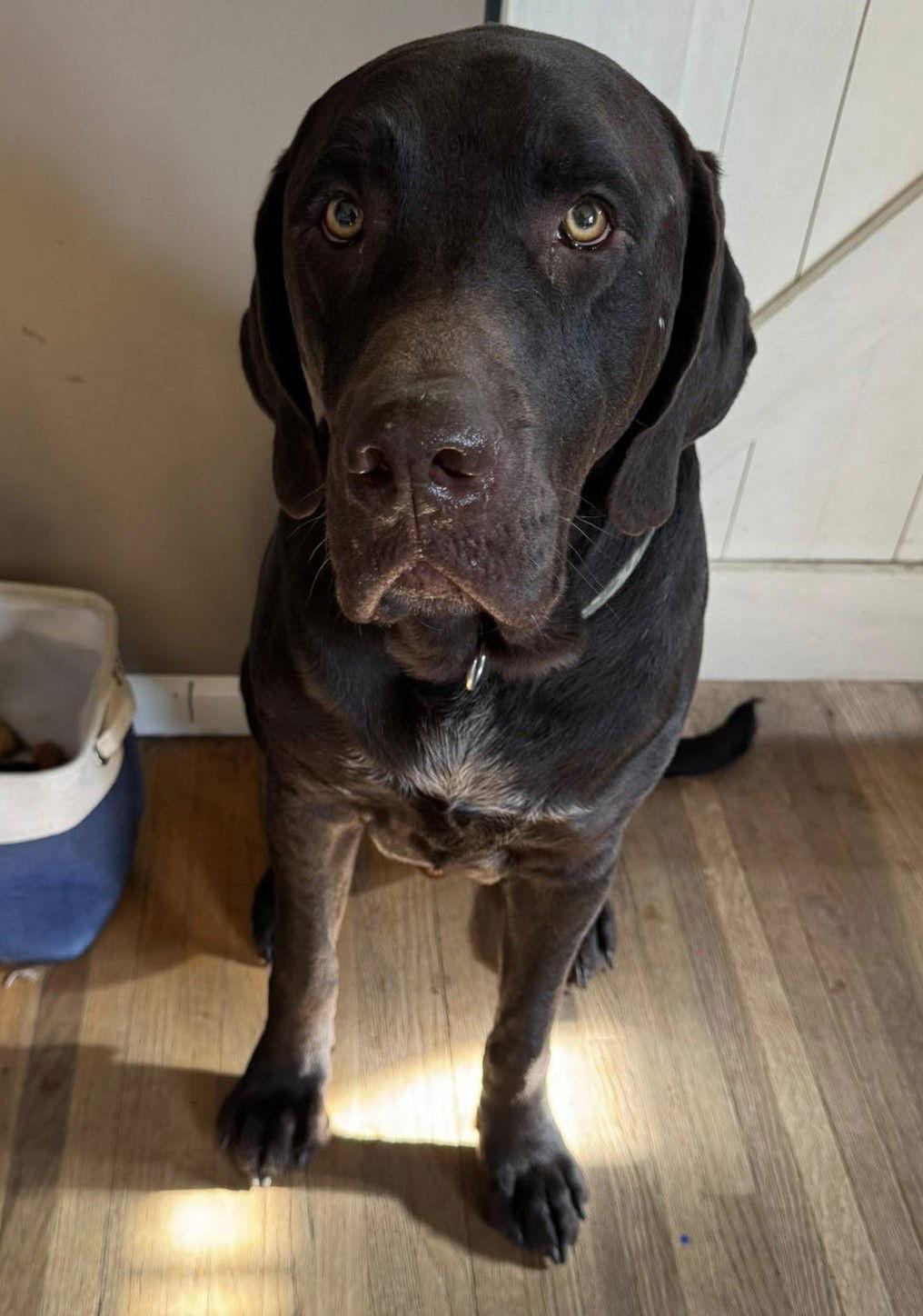 Bear D6073, a Adopted Labrador Retriever in minneapolis, MN image 3/3