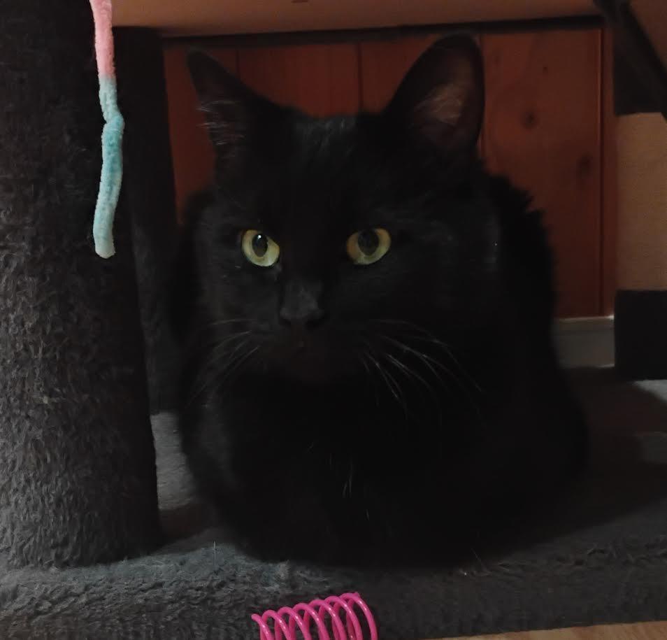 Eclipse, adoptable, Young Female Domestic Short Hair.