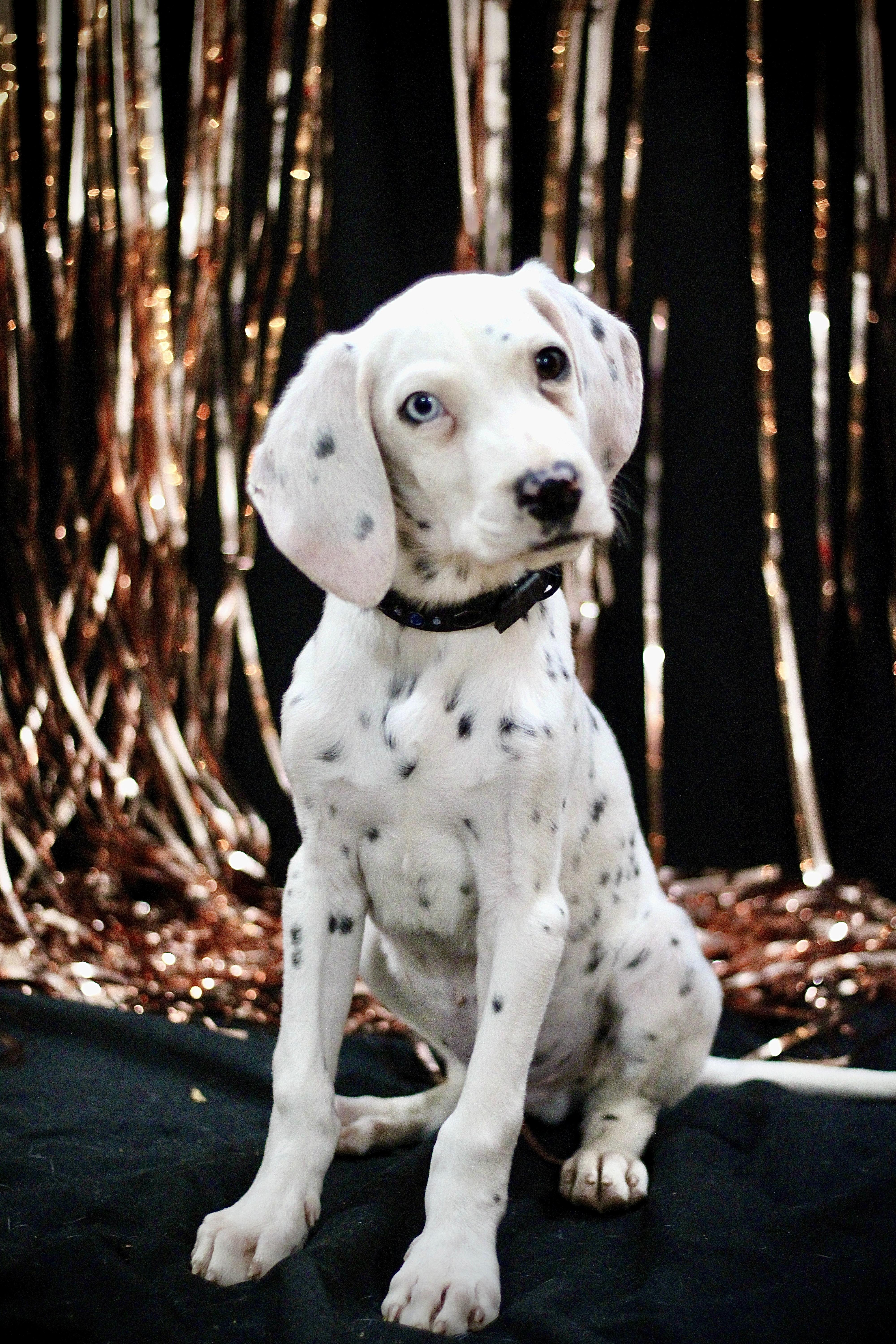 Theodore, Adopted, Puppy Male Dalmatian.