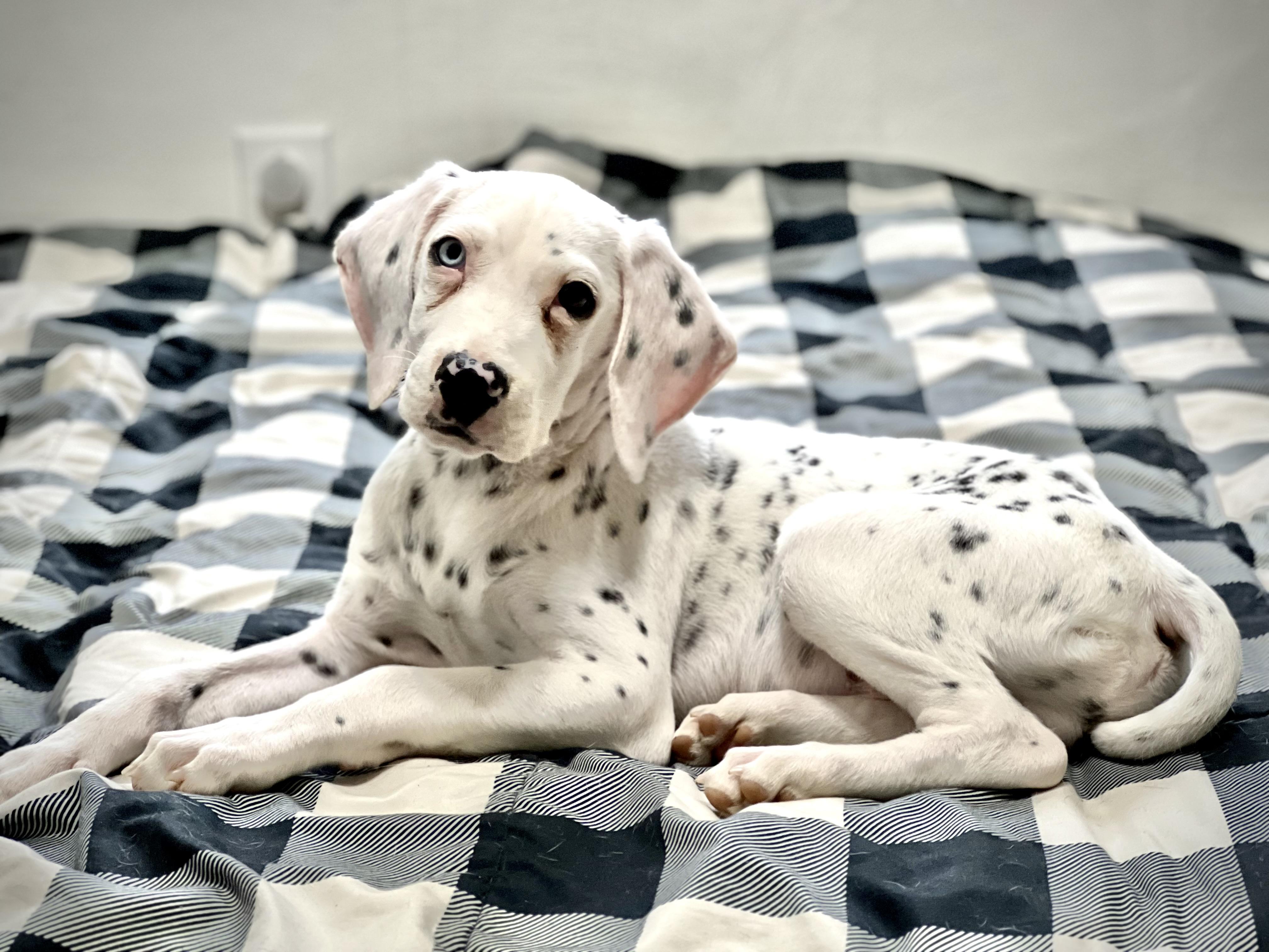 Enlarge Theodore, a Adopted Dalmatian in Ranger, GA image 2/3