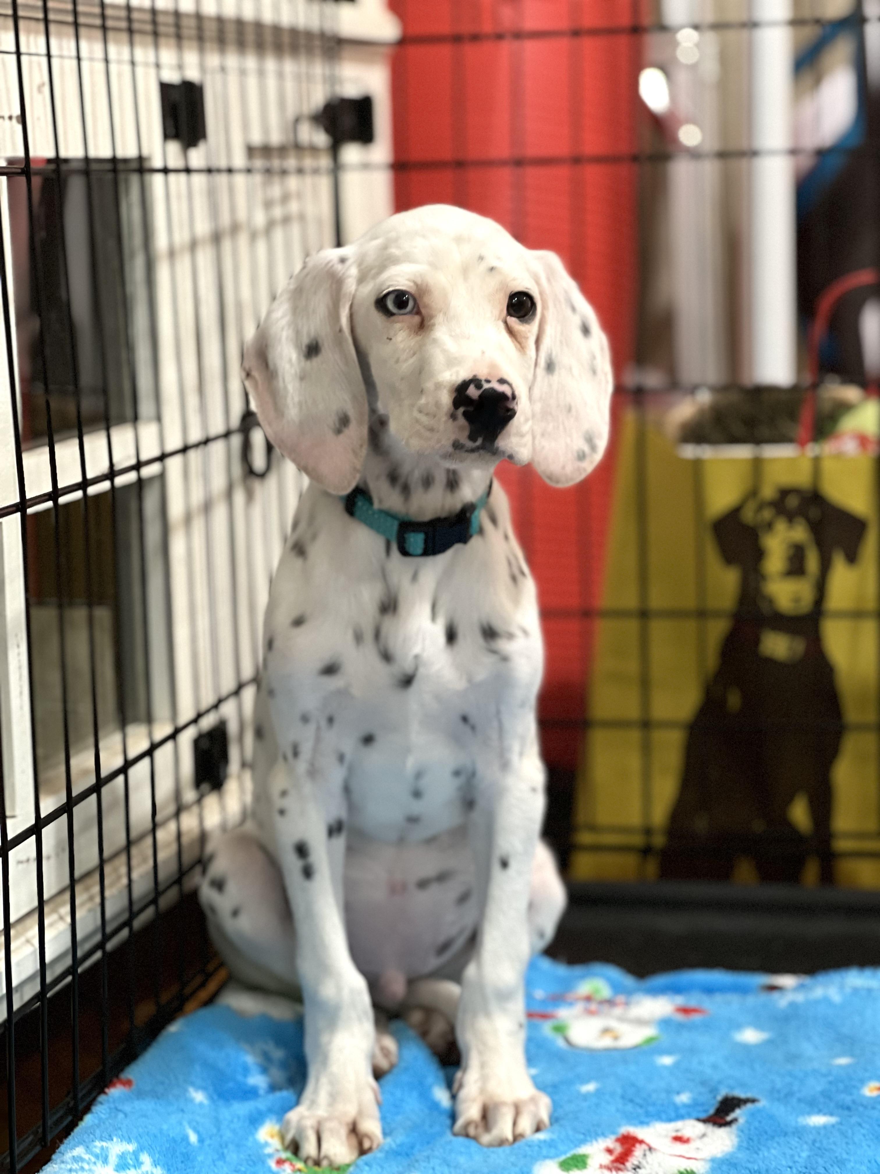 Enlarge Theodore, a Adopted Dalmatian in Ranger, GA image 3/3