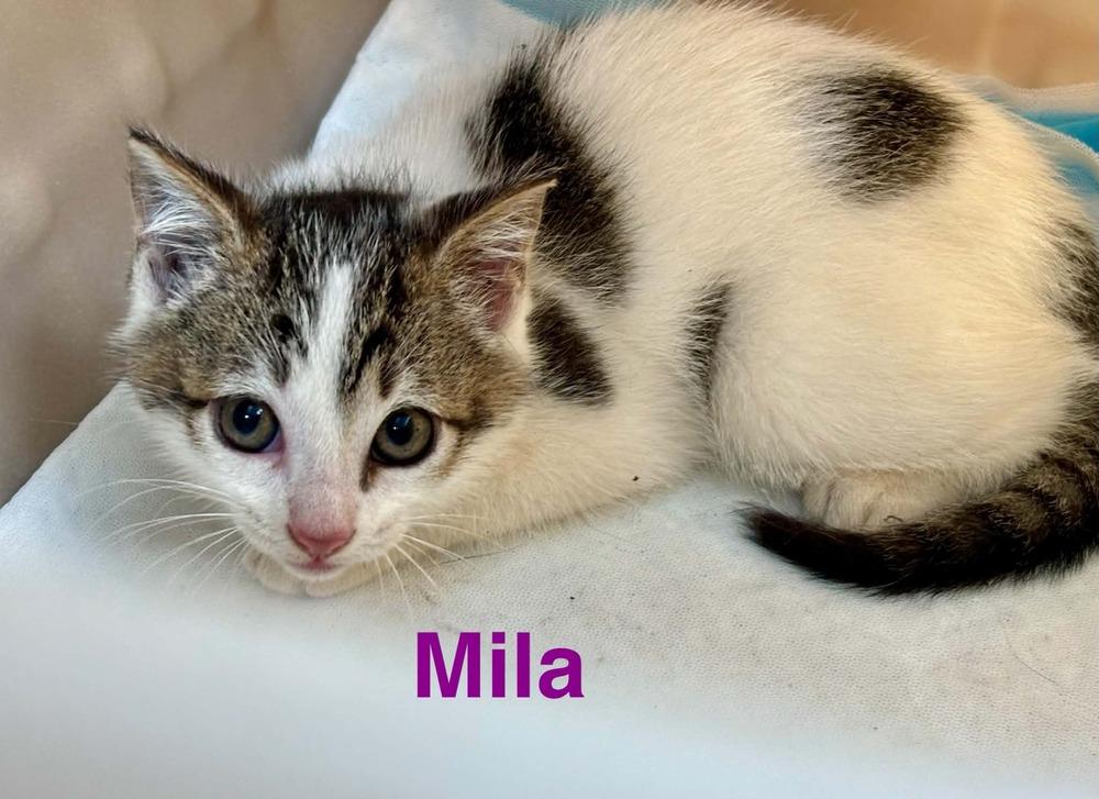 Mila, Adoptable, Kitten Female Domestic Medium Hair.