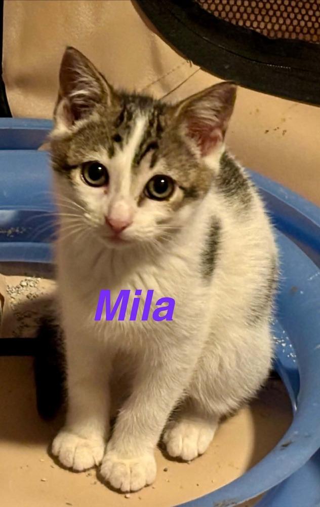 Enlarge Mila, a Adoptable Domestic Medium Hair in Fern Park, FL image 2/2