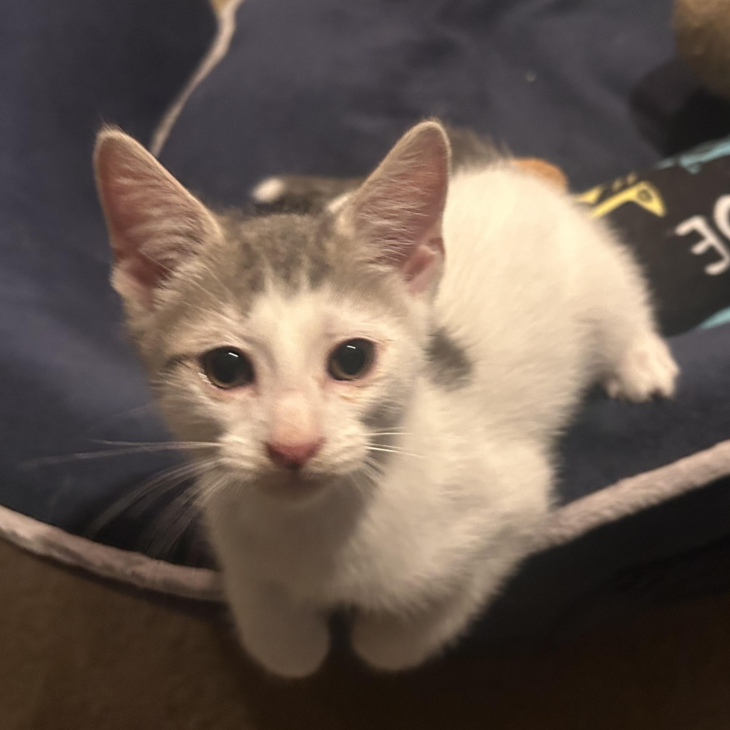 Enlarge River, a Adoptable Domestic Short Hair in Gerrardstown, WV image 3/6