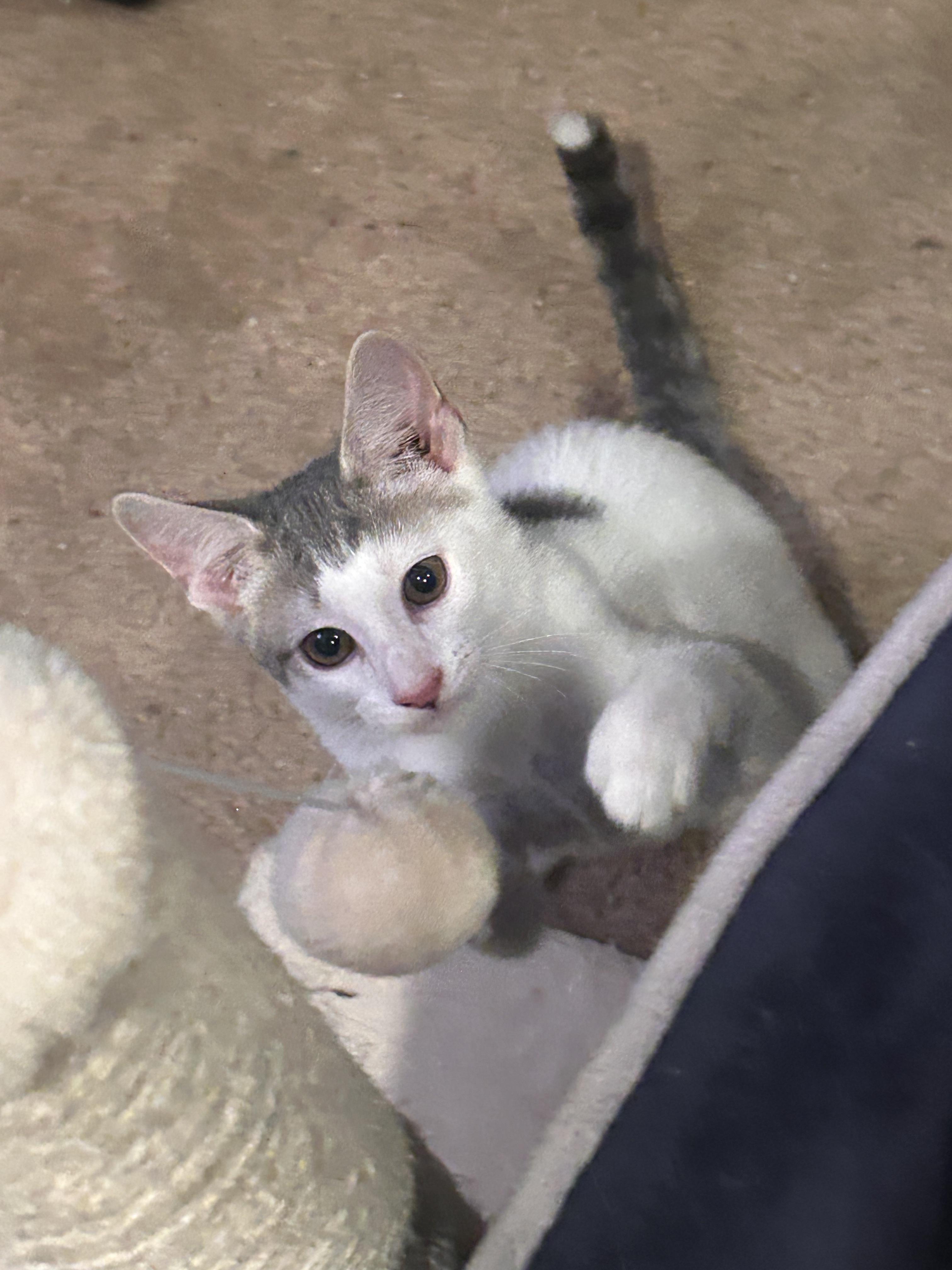 Enlarge River, a Adoptable Domestic Short Hair in Gerrardstown, WV image 2/6